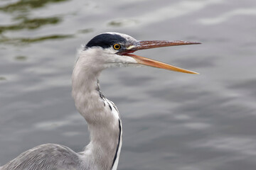 Photo of a gray heron with an open beak
