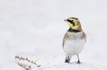 Strandleeuwerik, Shore Lark, Eremophila alpestris flava