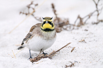 Strandleeuwerik, Shore Lark, Eremophila alpestris flava