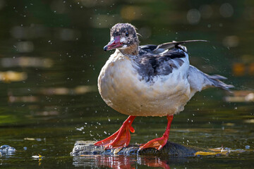 Gänsesäger (Mergus merganser) Männchen in der Mauser