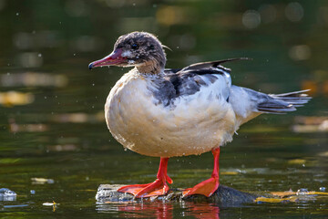 Gänsesäger (Mergus merganser) Männchen in der Mauser