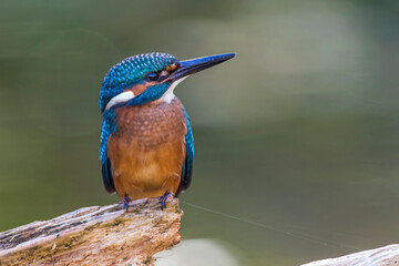 Eisvogel (Alcedo atthis)