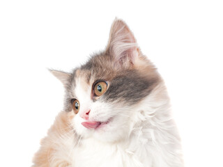 Bright fluffy kitten cat portrait isolated on the white