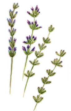 Flowers and stems of lavender - watercolor. Floral motives. Provence. Abstract decorative composition. Use printed materials, signs, items, websites, maps, posters, postcards, packaging.