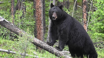 Black bear in the Canadian Rockies