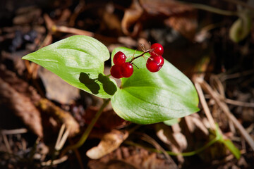 False lily of the valey, maianthemum bifolium, ripe berries, close-up