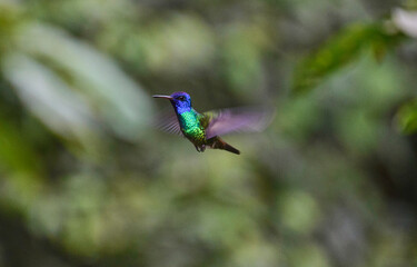 Golden-tailed sapphire hummingbird (Chrysuronia oenone) at a feeder, Podocarpus National Park, Zamora, Ecuador