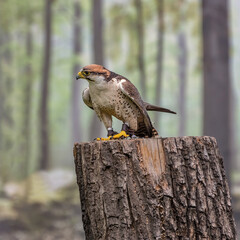 Lanner falcon, Falco biarmicus is on the forest background