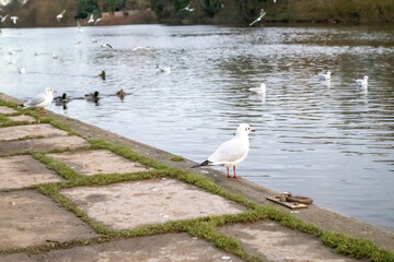 seagulls on the beach
