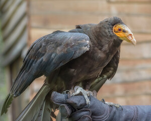 Lesser yellow-headed vulture, Cathartes burrovianus, the savannah vulture