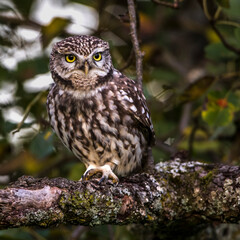 Steinkauz (Athene noctua)