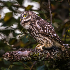 Steinkauz (Athene noctua)