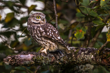 Steinkauz (Athene noctua)