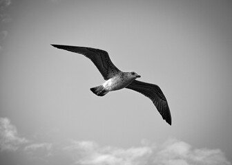 A black and white picture of a seagull floating in the sky with outstretched wings.
