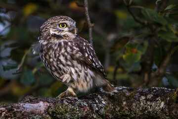 Steinkauz (Athene noctua)