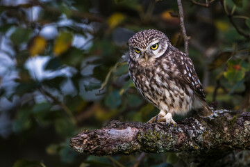 Steinkauz (Athene noctua)