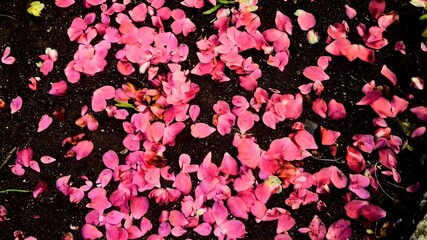 pink flowers background