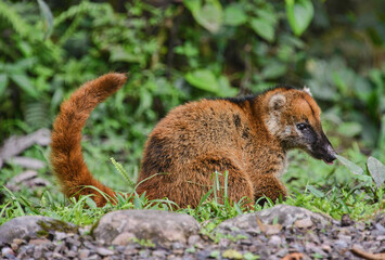 South American coati (Nasua nasua), Copalinga, Podocarpus National Park, Zamora, Ecuador