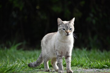 Naklejka na ściany i meble Gato blanco de cuerpo completo, parado sobre el pasto, mirando a la cámara