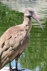 Brown ibis near the pond in Florida zoo, closeup