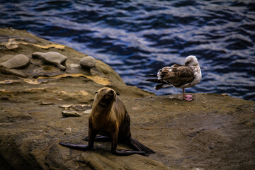 Sealion  San Diego