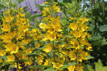 Obraz premium Lysimachia with yellow flowers grows in a flower bed in the park.