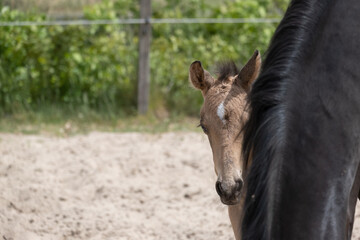 Young newly born yellow foal stands together with its brown mother. Looks over the mare's mane