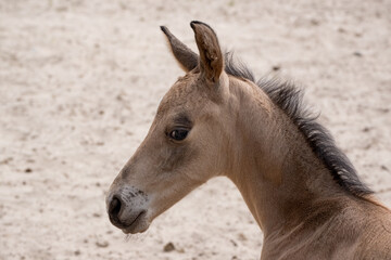 Small newborn yellow foal looking over the shoulder to the camera. Neck and head against a sandy background