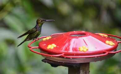 Glittering-throated Emerald hummingbird (Amazilia Fimbriata), Copalinga, Podocarpus National Park, Zamora, Ecuador