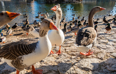 Obraz premium nice group of geese and ducks sunbathing on a lake