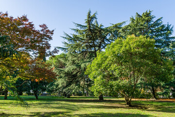 Beautiful autumn landscape in city park in center of Sochi. In background are luxury Himalayan cedar (Cedrus Deodara)