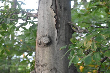 Obraz premium Trees in the woods