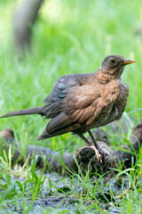 The brown female blackbird sits on a branch in a green lawn. The common blackbird, Turdus merula, seen from the side