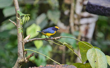 Orange-bellied euphonia (Euphonia xanthogaster), Copalinga, Podocarpus National Park, Zamora, Ecuador