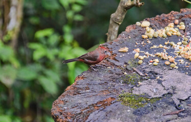 Red-crowned Ant-tanager (Habia fuscicauda), Podocarpus National Park, Zamora, Ecuador