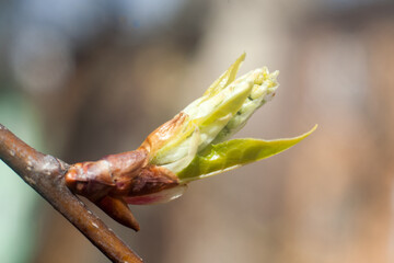 Young sprout. Spring buds. Blooming leaves on a branch