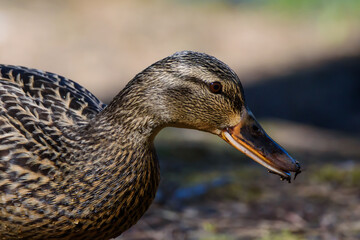 Mallard duck bird, Anas platyrhynchos near lake.