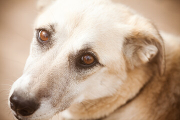 Portrait of a dog. Expressive white dog eyes. Sad look of a lovely dog