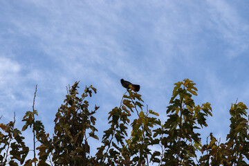 crow on the tree