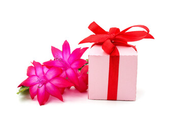 Zygocactus with gifts.