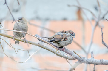Sparrows on the branches of deciduous confusion 