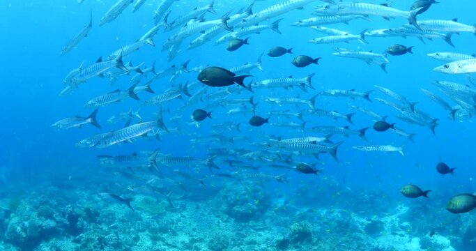 barracuda school underwater tropical waters raja ampat indonesia ocean scenery