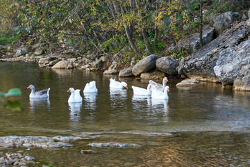 Image of geese on a mountain river.