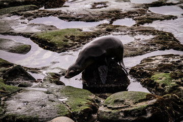 Sealion  San Diego