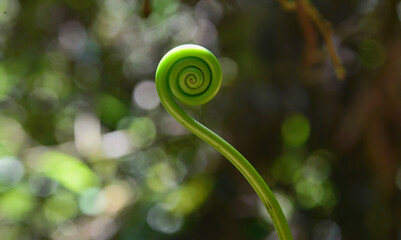 Fiddlehead fern frond, Podocarpus National Park, Zamora, Ecuador