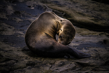 Sealion  San Diego