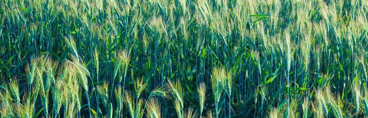 Panoramic view of a golden wheat field banner