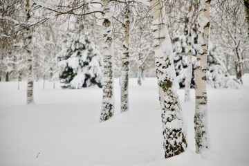 Snow covered tree. Birch in the park.