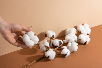 Woman hand with cotton flowers on beige background. Soft white flowers. Tenderness. Space for text.