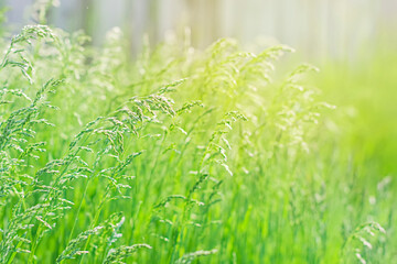 Juicy green grass in morning light. Summer meadow